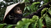Sự phát triển của cây cà phê Robusta ở Việt Nam