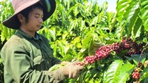 Nâng tầm giá trị cà phê Chư Păh nhờ chuỗi liên kết sản xuất bền vững