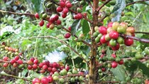 Cà phê Brazil tìm đường thâm nhập thị trường Trung Quốc