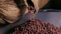 Giá cacao tăng vọt ảnh hưởng đến socola cho dịp Phục sinh
