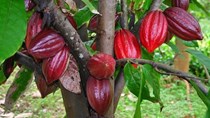Hơn 172 triệu đồng mới mua được 1 tấn cacao