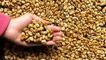 Giá cà phê Robusta cao hơn Arabia - điều chưa từng thấy