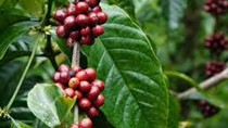 Indonesia đứng trước nguy cơ nhập siêu cà phê vì sản lượng giảm