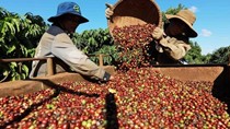 Gạo, cà phê, thủy sản của Việt Nam còn nhiều dư địa tại thị trường châu Phi 