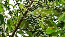 [Bài 1] Biến đổi khí hậu đe dọa ngành cà phê Thái Lan