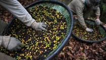 Một loại cà phê của Brazil ít chịu ảnh hưởng bởi thuế quan Mỹ