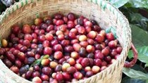 Lợi thế cà phê Việt Nam có thể giảm nếu EU hoãn quy định chống phá rừng?