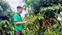 Nông dân phấn khởi vào vụ thu hoạch cà phê