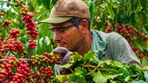 Mỹ xoá bỏ thuế 40% đối với cà phê và nhiều nông sản của Brazil