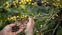 Brazil: doanh thu cà phê tăng mạnh bất chấp số lượng xuất khẩu giảm