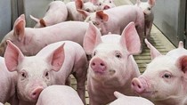Giá heo hơi có thể tăng lên 70.000 đồng/kg thời điểm gần Tết?
