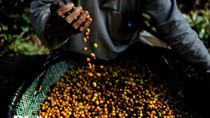Brazil chuyển hướng sang trồng cà phê Robusta khi khí hậu khắc nghiệt