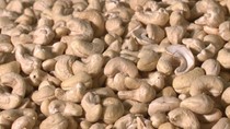 Xuất khẩu hạt điều tiến gần mốc kỷ lục mới 5 tỷ USD trong năm 2025