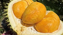 Malaysia chi tiền gấp 5 lần mua sầu riêng Việt Nam