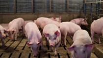 Giá heo hơi ngày 9/1: Đồng loạt tăng mạnh, miền Bắc xác lập đỉnh mới 71.000 đồng/kg