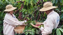 Cà phê Việt trong kỷ nguyên giá trị – Bài 2: Chất lượng, bản sắc và uy tín
