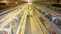 Doanh nghiệp nội đang định hình lại vai trò ngành chăn nuôi Việt Nam