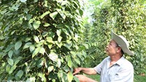 Bước tiến mới trong phát triển nông nghiệp hữu cơ