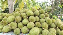 Siết chất lượng từ vùng trồng để giữ thị trường cho nông sản xuất khẩu