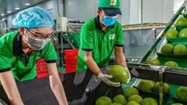 Bưởi, chanh Việt Nam rộng cửa vào thị trường Trung Quốc