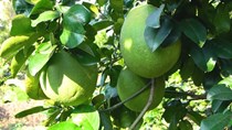 Nghị định thư được ký, bưởi Việt đón cơ hội lớn tại Trung Quốc