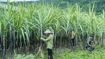 Bộ Công Thương gia hạn áp dụng biện pháp chống bán phá giá và chống trợ cấp với đường mía Thái Lan