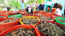 778 doanh nghiệp thủy sản Việt Nam được cấp phép xuất khẩu vào Đài Loan