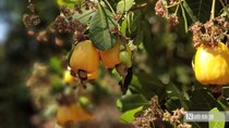 Hạt điều Việt và cuộc chuyển mình khỏi "lời nguyền gia công" - Kỳ 2: Ai hưởng lợi lớn nhất?