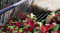 Xuất khẩu trái cây tươi sang Thổ Nhĩ Kỳ còn nhiều dư địa