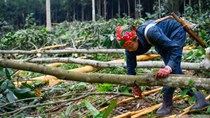 Xúc tiến thương mại mở đường cho gỗ và thủ công mỹ nghệ Việt Nam