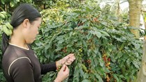 Cơ hội bứt tốc của cà phê Việt trong những tháng cuối năm