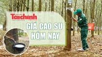 Ngày 16/9: Giá cao su thế giới tiếp tục lao dốc