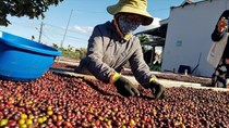 Nông, lâm sản Việt Nam: Nâng vị thế trong chuỗi toàn cầu