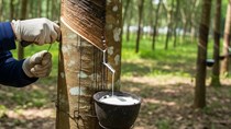 Ngày 29/9: Giá cao su tại Nhật Bản và Singapore trái chiều, Trung Quốc tăng mạnh