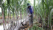 Hiệp hội Mía đường đề xuất áp thuế cao hơn đối với đồ uống sử dụng HFCS