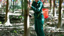 Ngày 21/10: Giá cao su trên các sàn giao dịch châu Á tiếp tục phân hóa