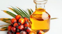Sản lượng dầu cọ Malaysia chạm đỉnh lịch sử giữa bài toán thiếu hụt nhân công