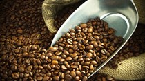 Giá cà phê trong nước ngày 28/12: Giảm nhẹ do nguồn cung nội địa tăng