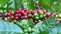 Giá cà phê ngày 16/10 tăng vượt mốc 37.000 đồng/kg