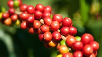 Giá cà phê trong nước ngày 24/1: Giảm trở lại 400 đồng/kg
