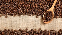 TT cà phê ngày 12/6: Hồi phục trở lại mốc 36.000 đồng/kg
