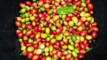 Cà phê châu Á: Vụ thu hoạch ở Indonesia bắt đầu, mức cộng tăng do đồng USD suy yếu