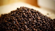 Giá cà phê ngày 11/9 có nơi giảm xuống dưới 32.000 đồng/kg