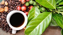 Giá cà phê ngày 24/7/2018 nhích thêm 100 đồng/kg