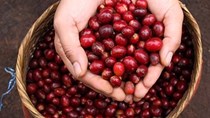 Thị trường cà phê tháng 05/2019: Hồi phục mạnh 2.000 đồng/kg so với tháng trước