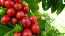 TT cà phê tuần 34: Giá tăng nhẹ do nguồn cung sụt giảm từ các nhà sản xuất