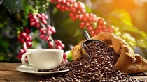 TT cà phê tuần 28: Giá sụt giảm, giao dịch hết sức trầm lắng