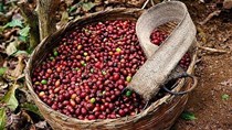 TT cà phê tuần đến ngày 03/10: Giá trong nước tuột dốc 700 đồng/kg