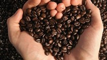 TT cà phê ngày 18/6: Giá giảm thêm 200 đồng/kg tại các vùng nguyên liệu