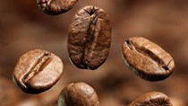 TT cà phê ngày 15/10: Giá hồi phục sau hai phiên sụt giảm